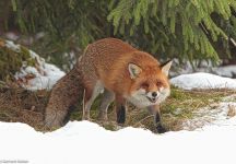 22 Fuchs Steppe Somplar